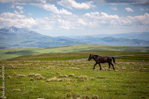 Kabarda horse, Caucasian breed horse, galoping through the grasslands of Javakheti Plateau with ancient dormant volcanoes and mountains in the background, Tskhratskaro Pass, Georgia. photo