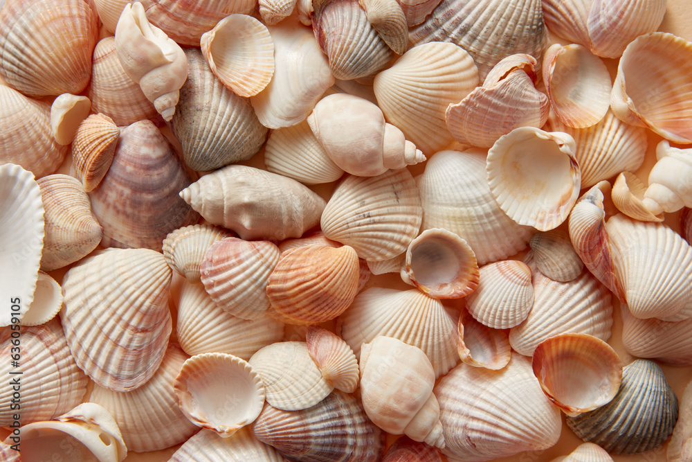 Beautiful marine shells pattern, horizontal image. Beautiful marine shells pattern, horizontal image.