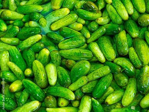 Texture cucumbers, many fresh little green cucumbers in clean water, green background.
