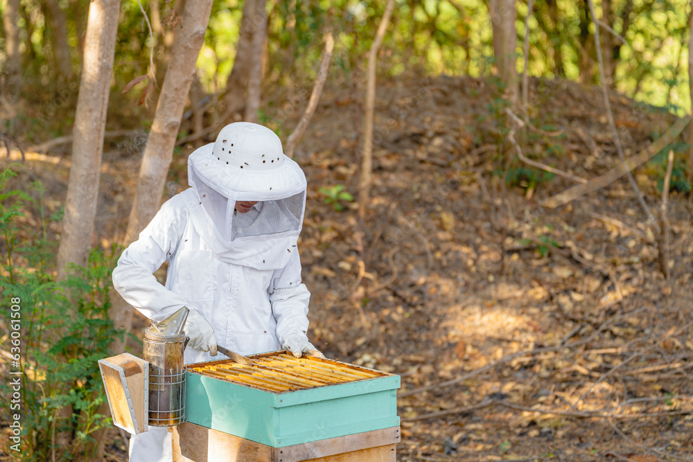A beekeeper collecting honey A beekeeper collecting honey