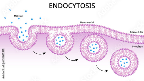Endocytosis - Process Cells Absorb External Material Molecule by Engulfing it with the Cell Membrane - Medical Vector Illustration