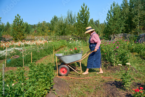 A woman farmer takes care of the plants in the flower garden 