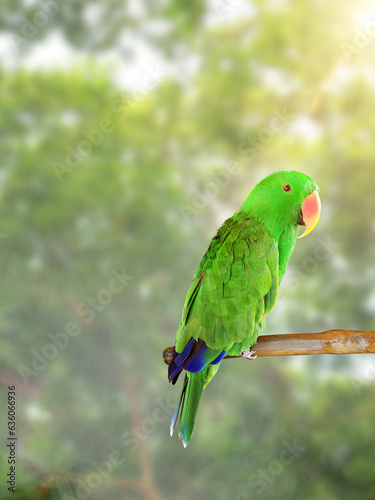 Beautiful green Electus parrot in nature forest photo