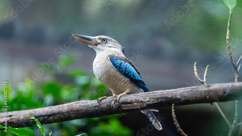 Kookaburra at Umgeni River Bird Park, Durban, South Africa 