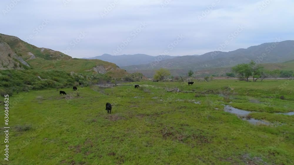 Aerial Shot Of Cows Grazing On Green Plants Near River And Road, Drone Flying Forward Over Landscape Against Cloudy Sky - Bakersfield, California Aerial Shot Of Cows Grazing On Green Plants Near River And Road, Drone Flying Forward Over Landscape Against Cloudy Sky - Bakersfield, California