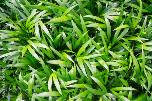 Backgroud green leaves of pandamus plant photo