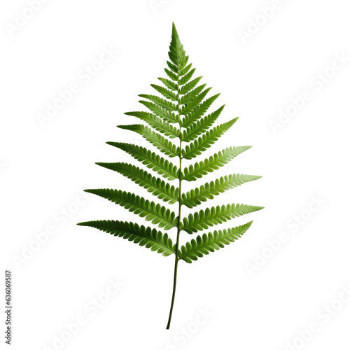 High quality photo of a transparent background isolated green fern leaf