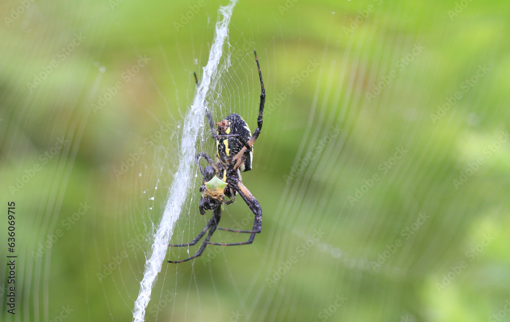 Black and Yellow Garden Spider in web with dew Black and Yellow Garden Spider in web with dew