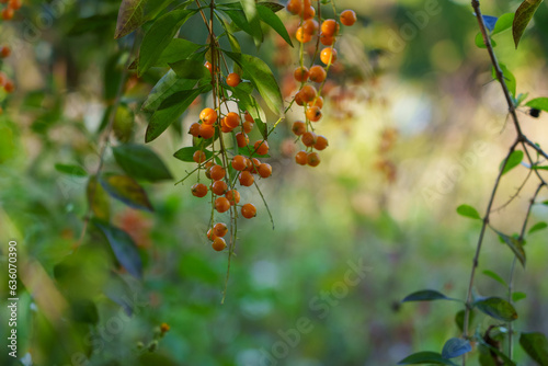fruit of Duranta erecta plant