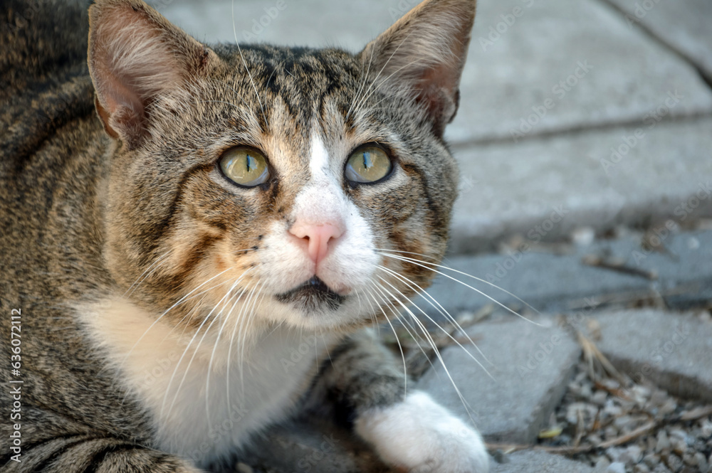 Closeup portrait of a beautiful striped cat with striking green eyes looking up. Head view Closeup portrait of a beautiful striped cat with striking green eyes looking up. Head view