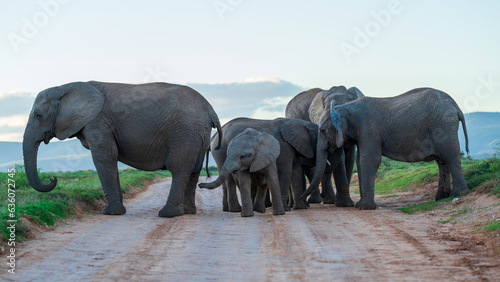 Family of elephants blocking the road, Addo Elephant National Park, South Africa