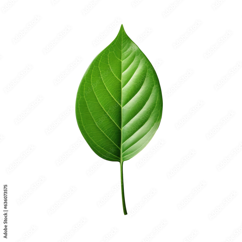 Isolated green leaf on transparent background Isolated green leaf on transparent background