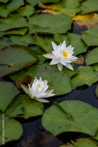 White water lily flower and leaves.