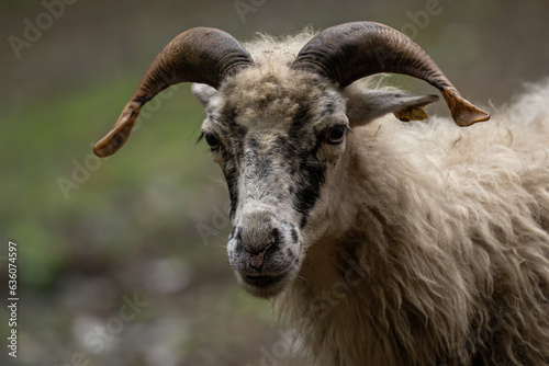 Portrait of ram animal with straight horns.