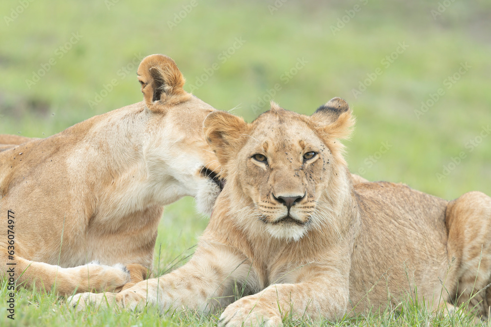Young Lions Show Affection For Each Other Young Lions Show Affection For Each Other
