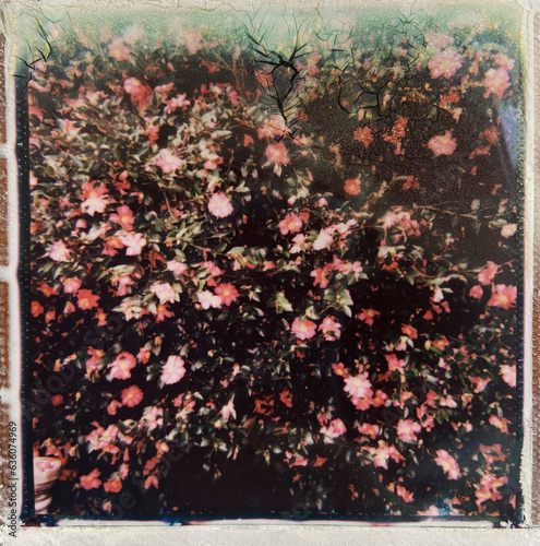 Flowering Camellia