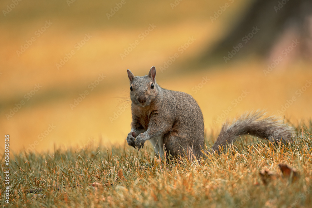 Naklejka premium Squirrel in the park, Squirrel on a lawn in a park 