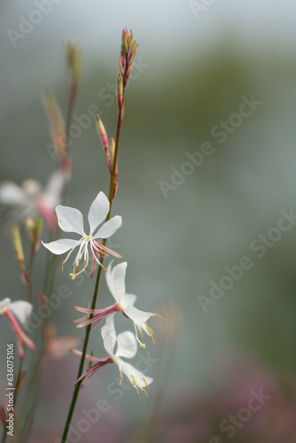 Flora of Gran Canaria - Asphodelus ayardii, biennial gaura seeds
 photo