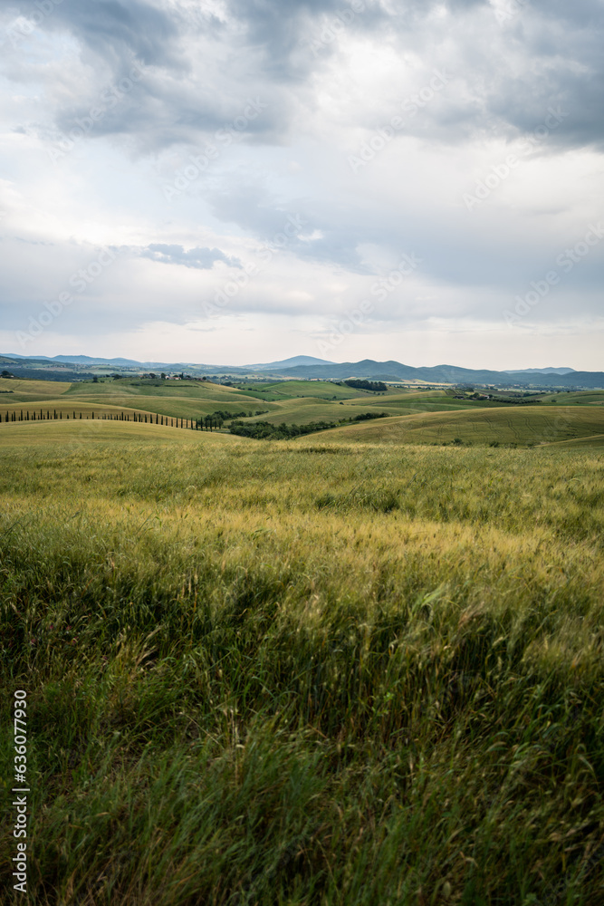 Mature wheat field with a moody sky
