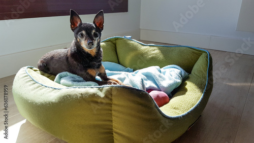 Prague ratter dog resting on his bed