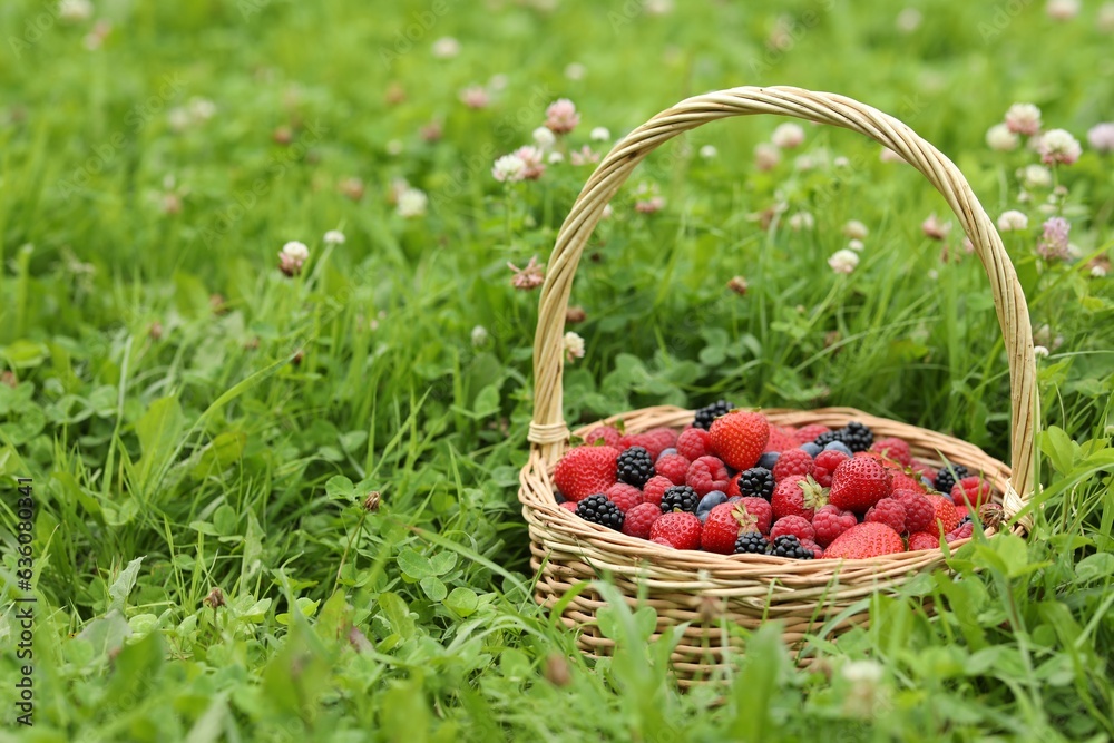 Wicker basket with different fresh ripe berries in green grass outdoors, space for text Wicker basket with different fresh ripe berries in green grass outdoors, space for text