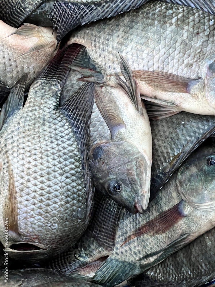fresh tilapia fish on the market fresh tilapia fish on the market