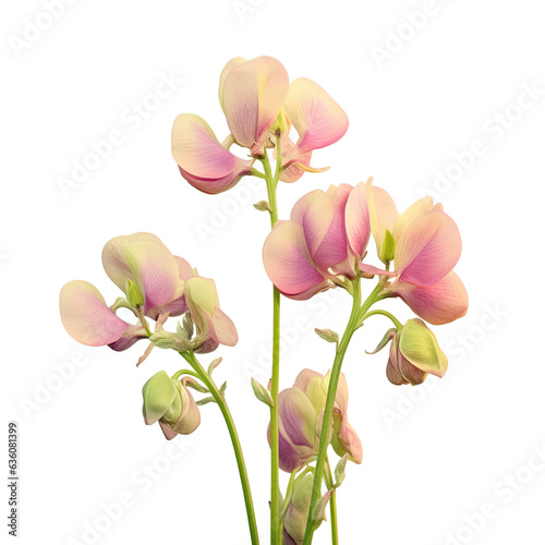 Close up of a straight front transparent background with five pea flowers