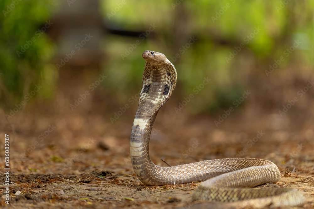 Fototapeta premium close up of a cobra snake 