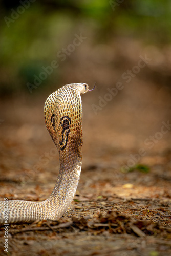 cobra snake in the grass 