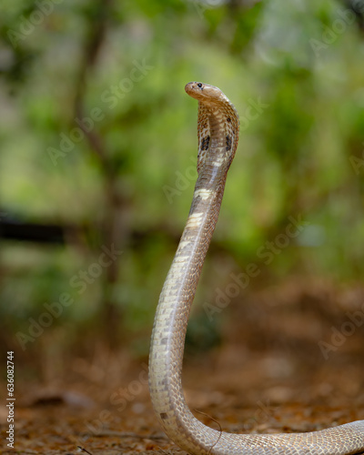 close up of a cobra snake