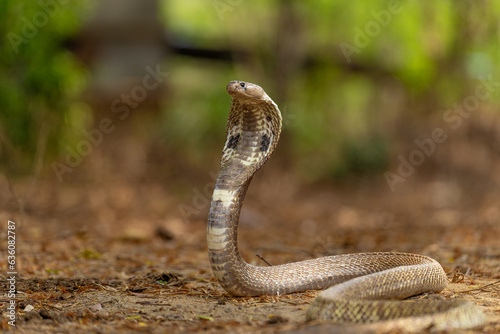 close up of a cobra snake 