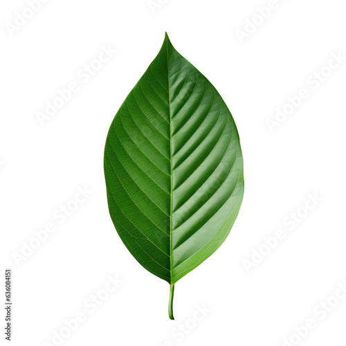 Leaf of green on transparent background
