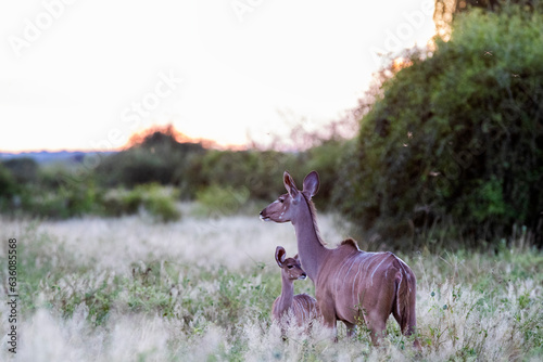 Female Kudu And Her Baby  