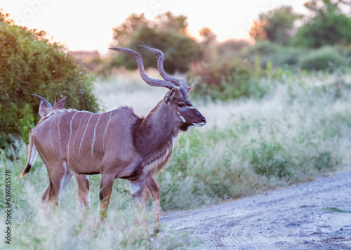 Greater Kudu At Sunset  