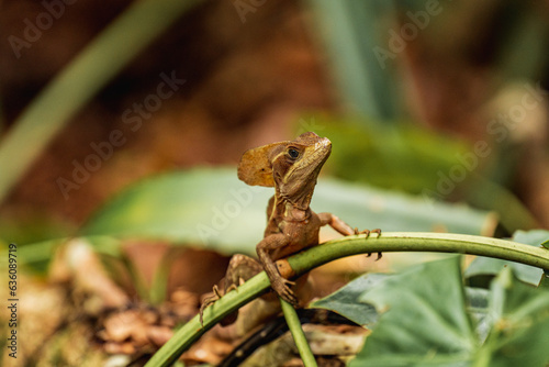 Basiliscus vittatus or Striped Toloque  photo