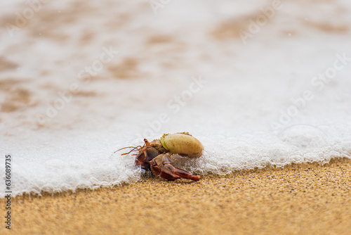 Hermit crab on the beach  photo