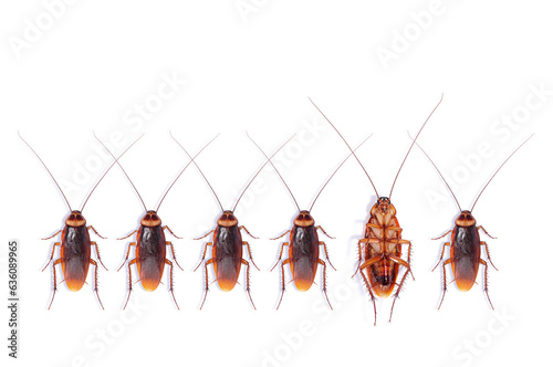dead cockroach on white background