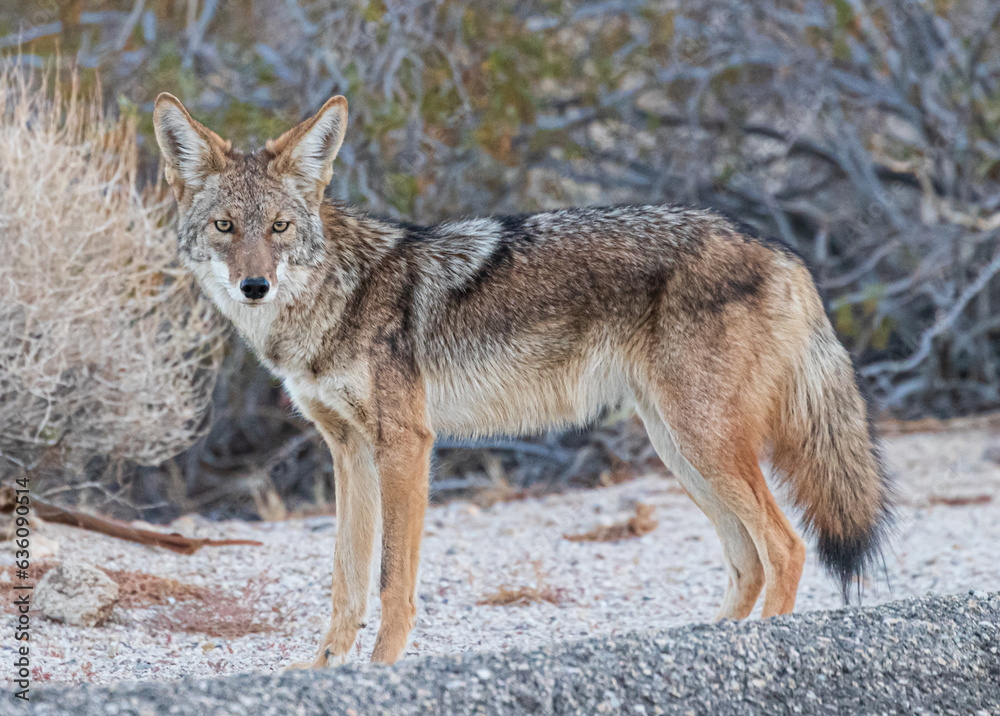 coyote in the desert landscape coyote in the desert landscape