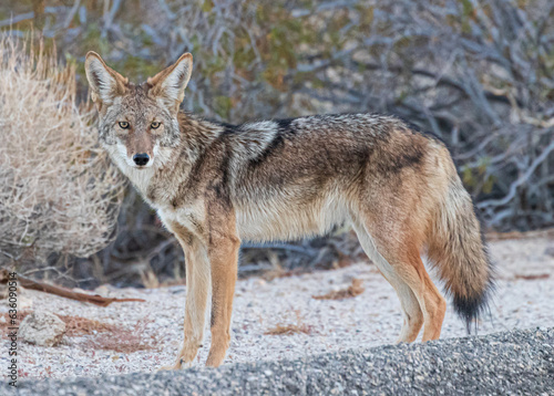 coyote in the desert landscape