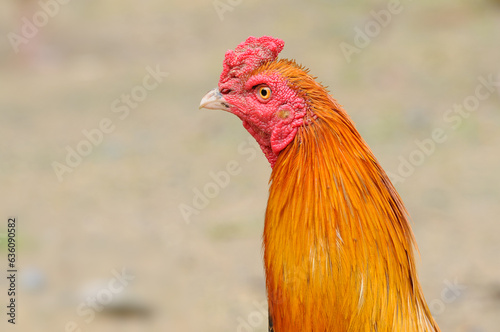 Head shot Chicken native of Thailand