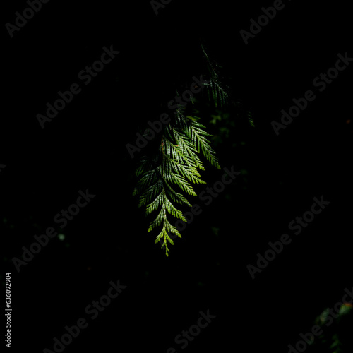 A branch of a fir tree. photo