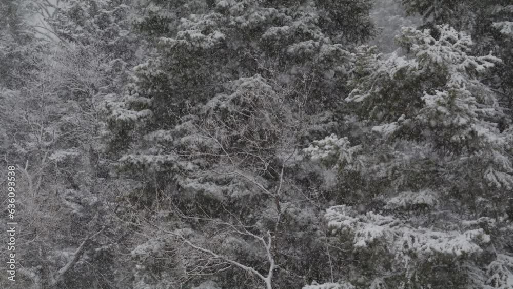 Black and white panning shot of snow on forest trees / American Fork Canyon, Utah, United States