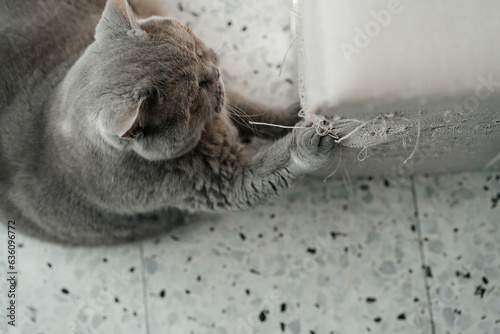 British Cat's Misadventure with Torn Furniture and Claws. photo