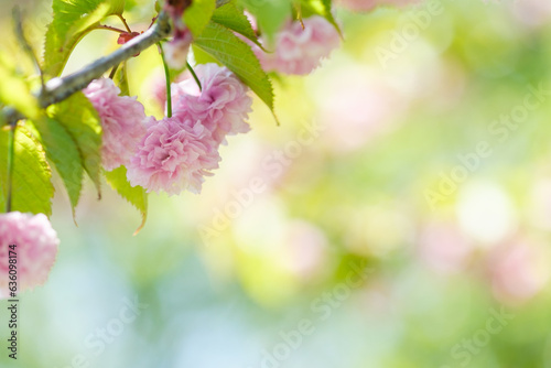 北海道の釧路八重桜