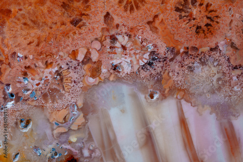 coral skeleton fossil crystal jade agate texture detail