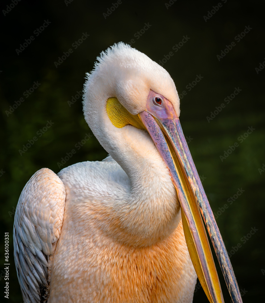 Close-up portrait of a Great White Pelican (Pelecanus onocrotalus). Close-up portrait of a Great White Pelican (Pelecanus onocrotalus).