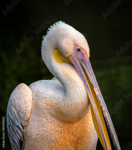 Close-up portrait of a Great White Pelican (Pelecanus onocrotalus).