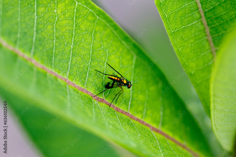 Small Metallic Fly on Milkweed Plant Small Metallic Fly on Milkweed Plant