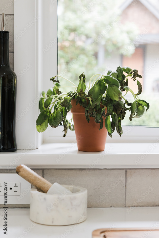 Dead, ugly basil plant. Dead, ugly basil plant.