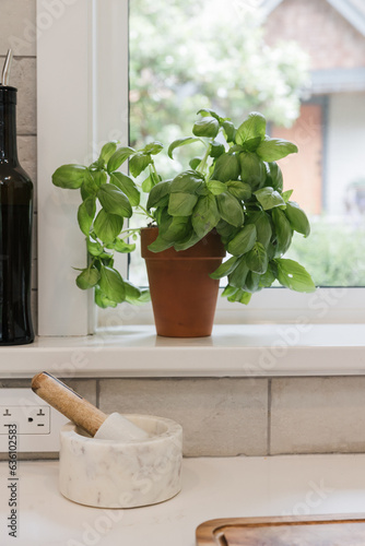 Healthy basil plant on window sil. photo